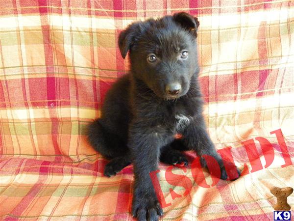 Large Breed All Black German Shepherd Puppy